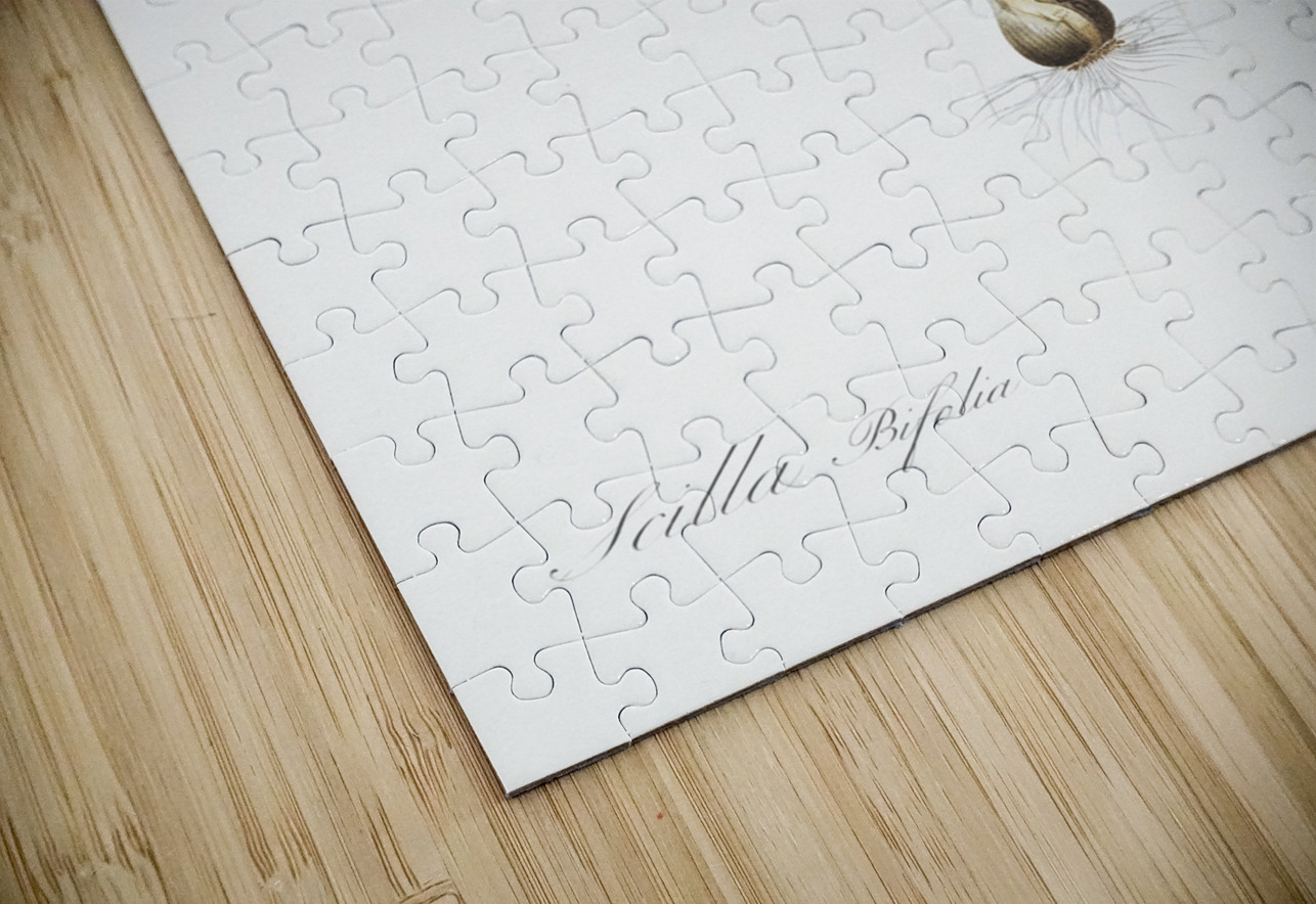 Alpine squill illustration  IStockHistory com Puzzle