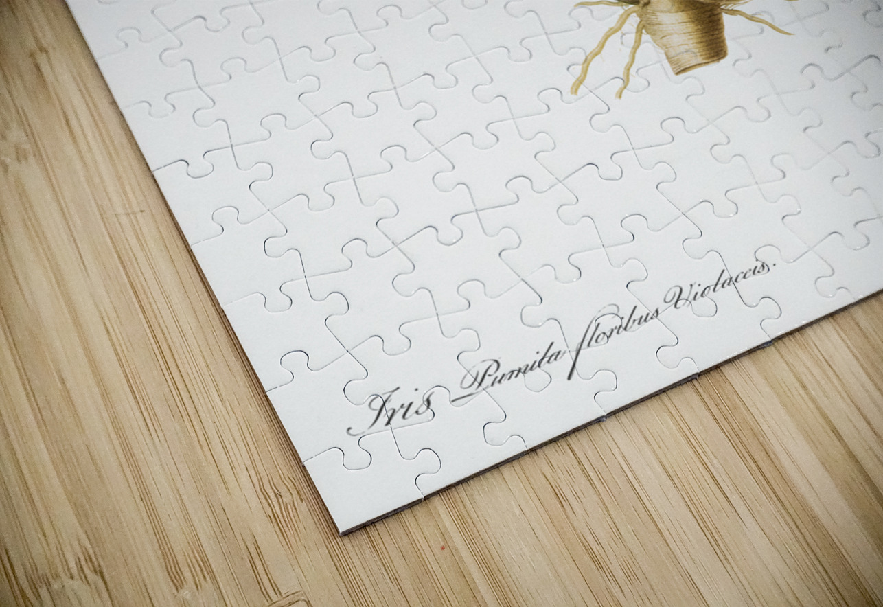 Pygmy iris illustration  IStockHistory com Puzzle