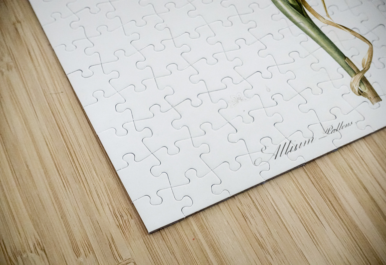 Wild onion illustration  IStockHistory com Puzzle