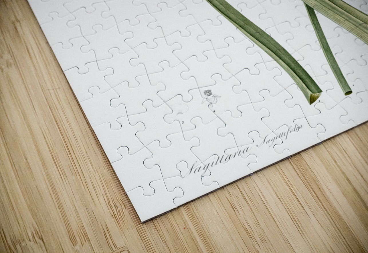 Arrowhead illustration  IStockHistory com Puzzle