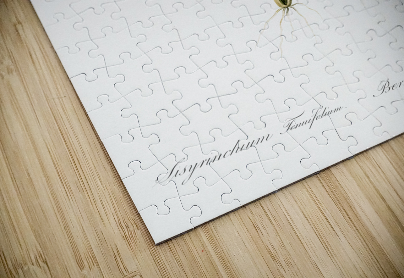 Golden blue-eyed grass illustration  IStockHistory com Puzzle