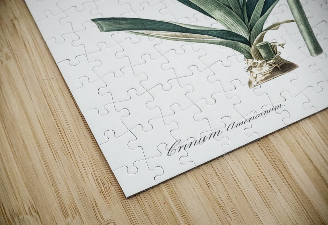 Florida swamp-lily illustration  IStockHistory com Puzzle