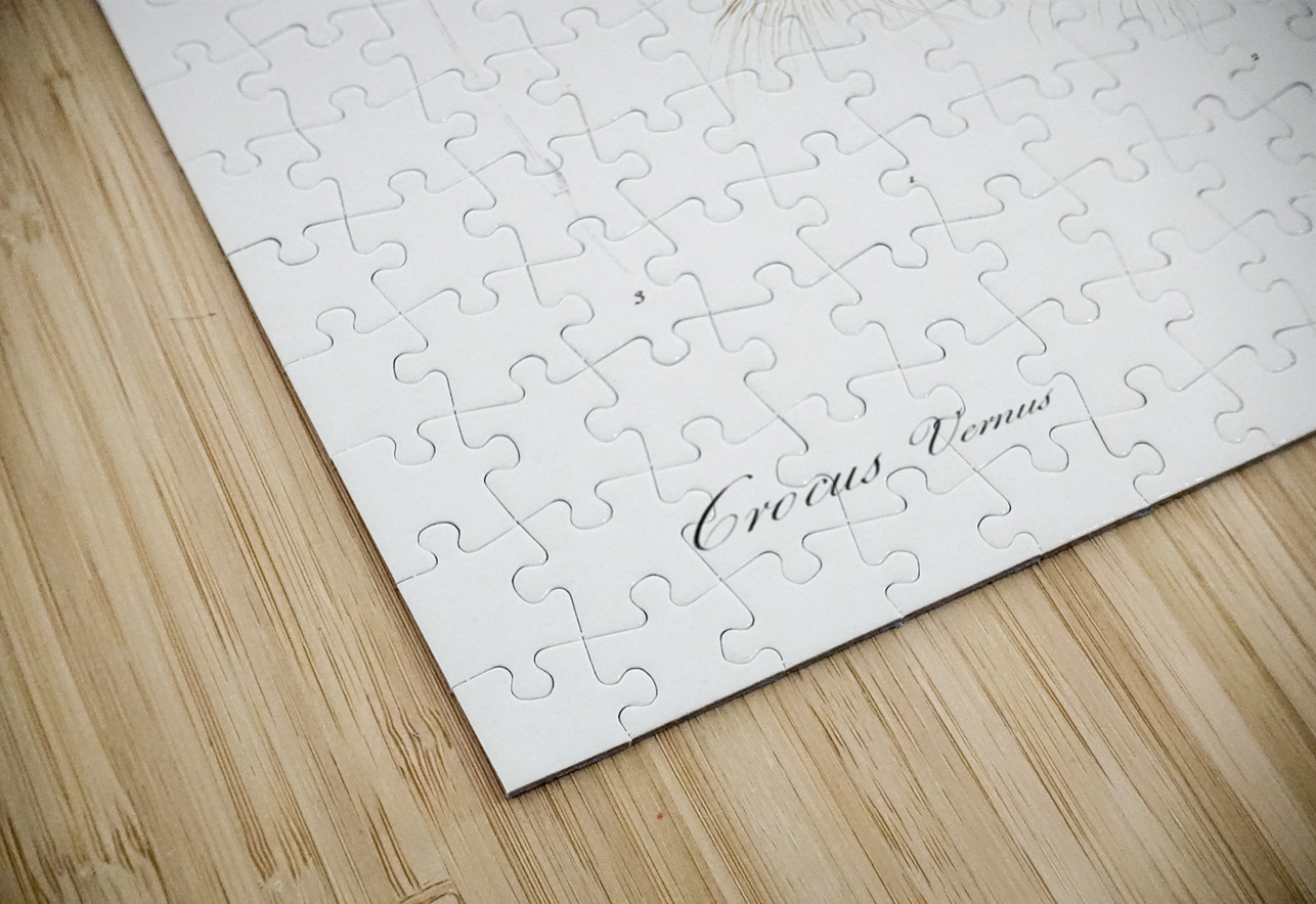 Spring crocus illustration  IStockHistory com Puzzle