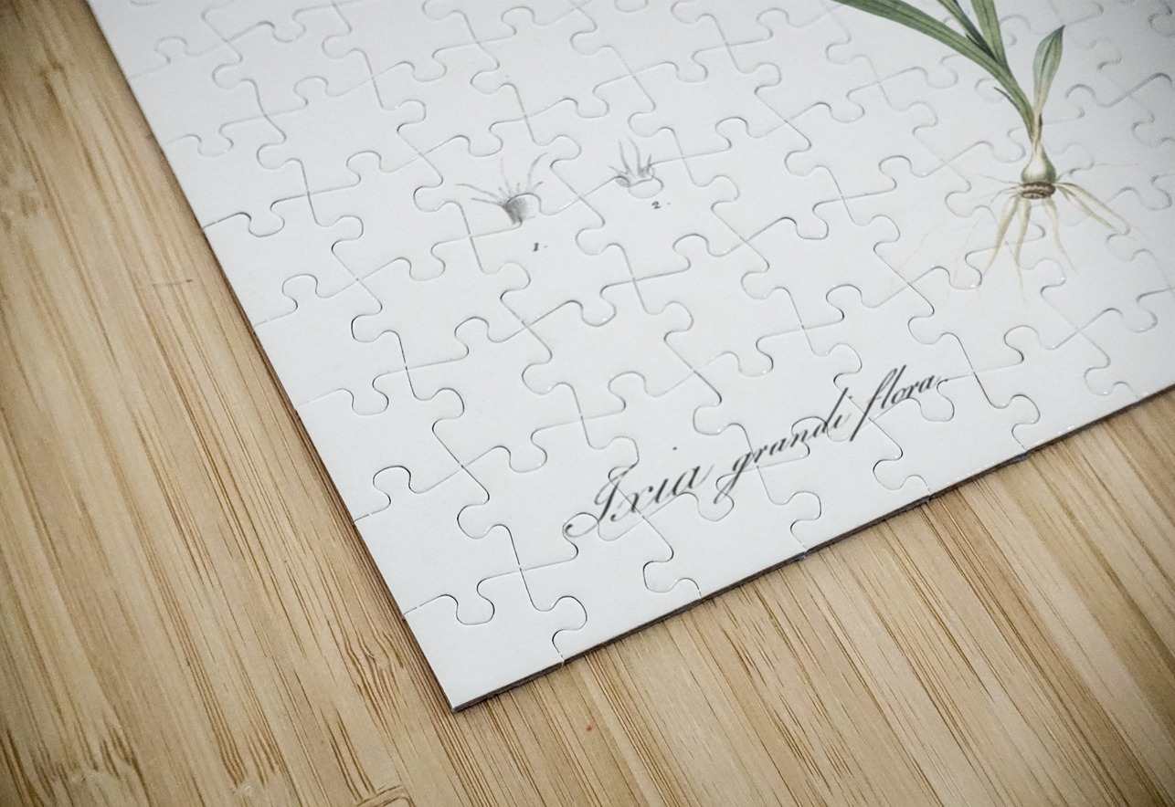 Spring crocus illustration  IStockHistory com Puzzle