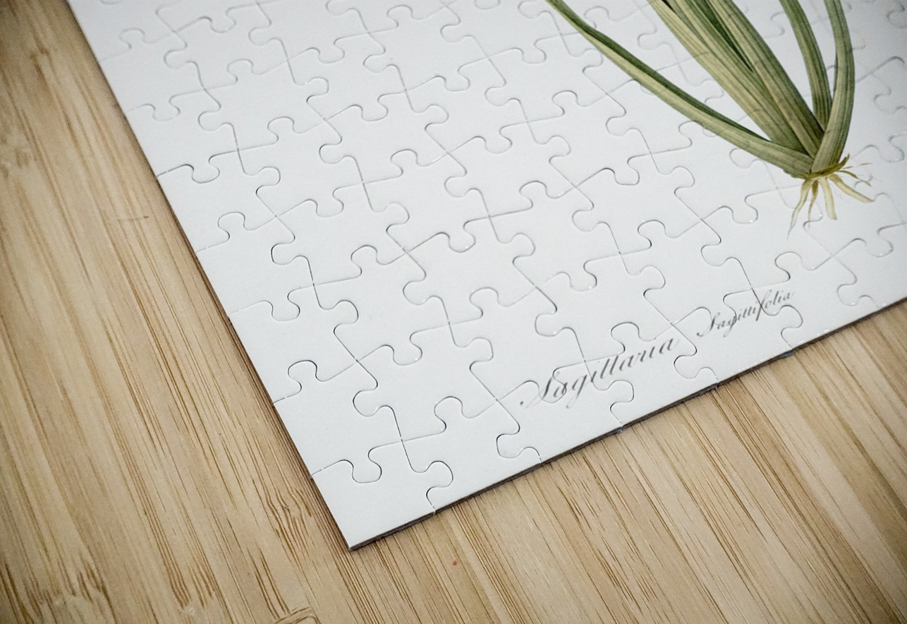 Arrowhead illustration  IStockHistory com Puzzle