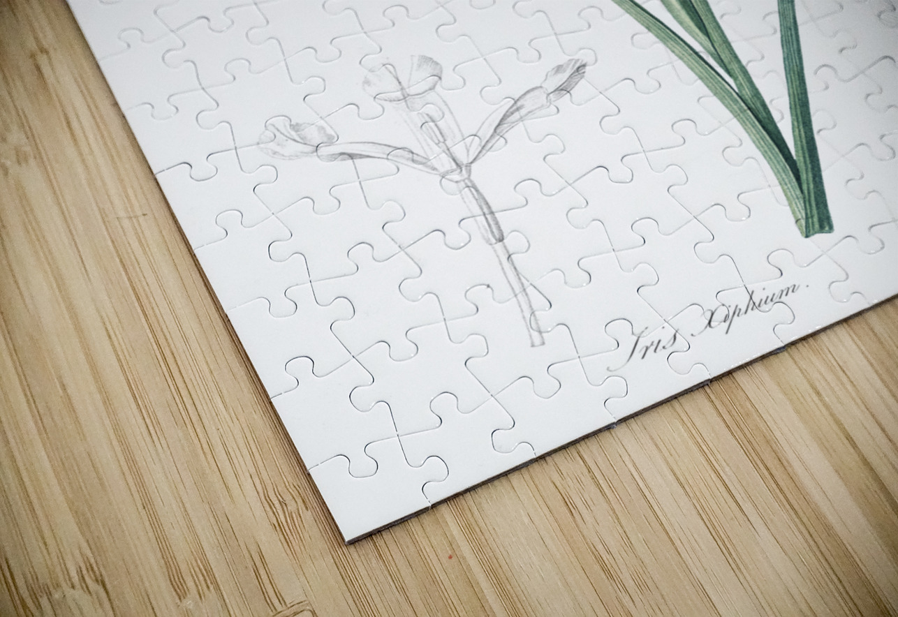 Spanish iris illustration  IStockHistory com Puzzle