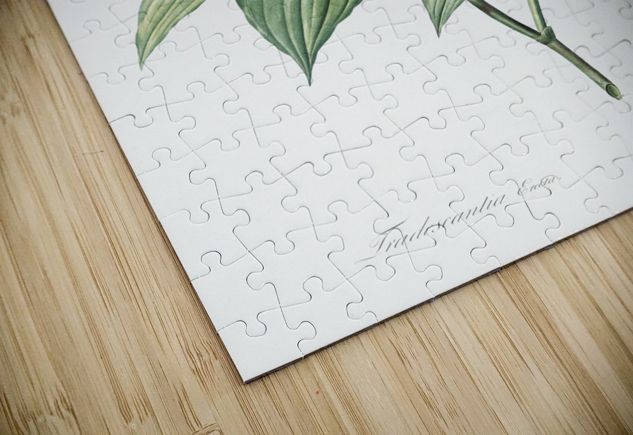 Tradescantia erecta illustration  IStockHistory com Puzzle