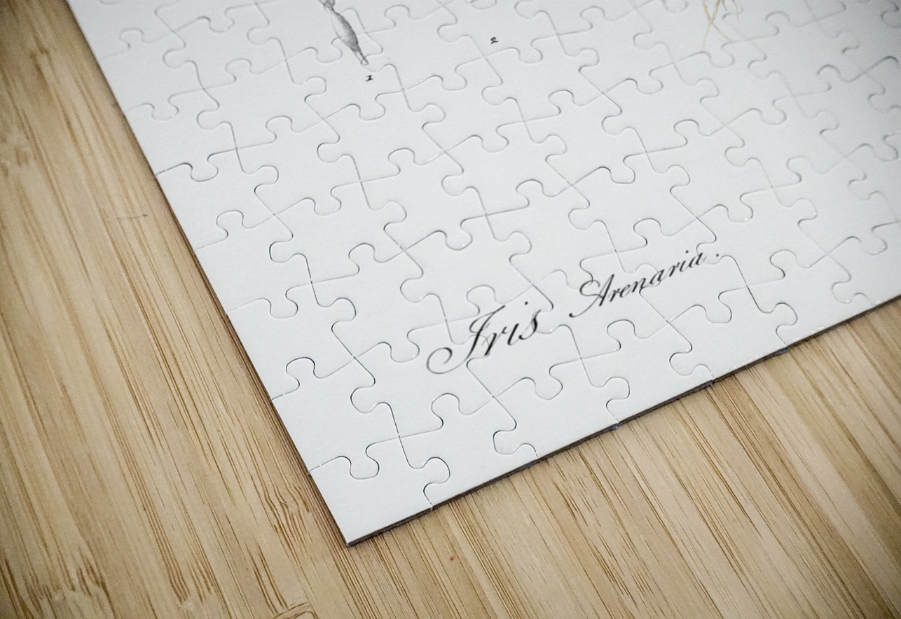 Sand iris illustration  IStockHistory com Puzzle