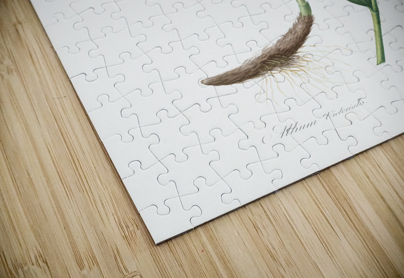 Victory onion illustration  IStockHistory com Puzzle