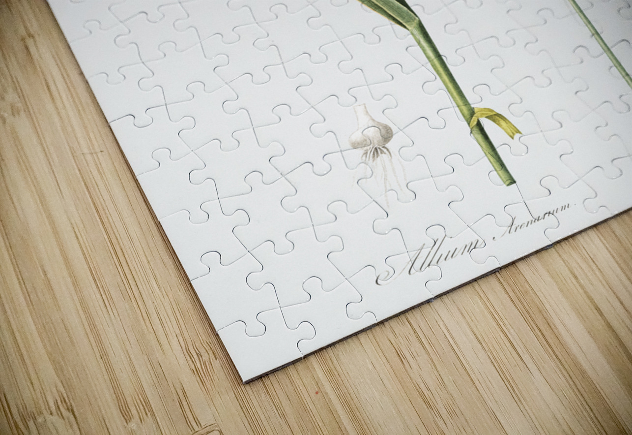 Sand leek illustration  IStockHistory com Puzzle