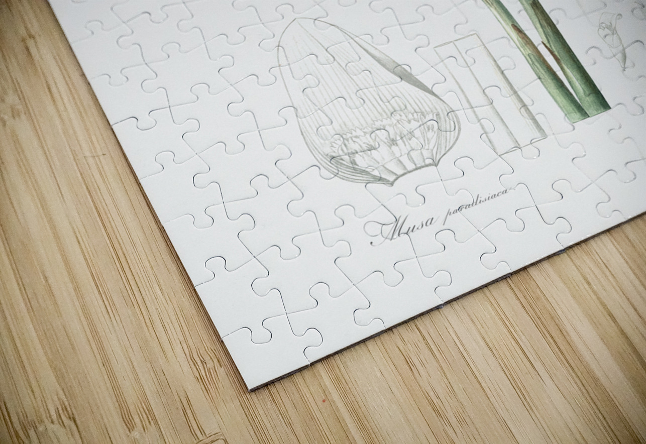 Banana illustration  IStockHistory com Puzzle