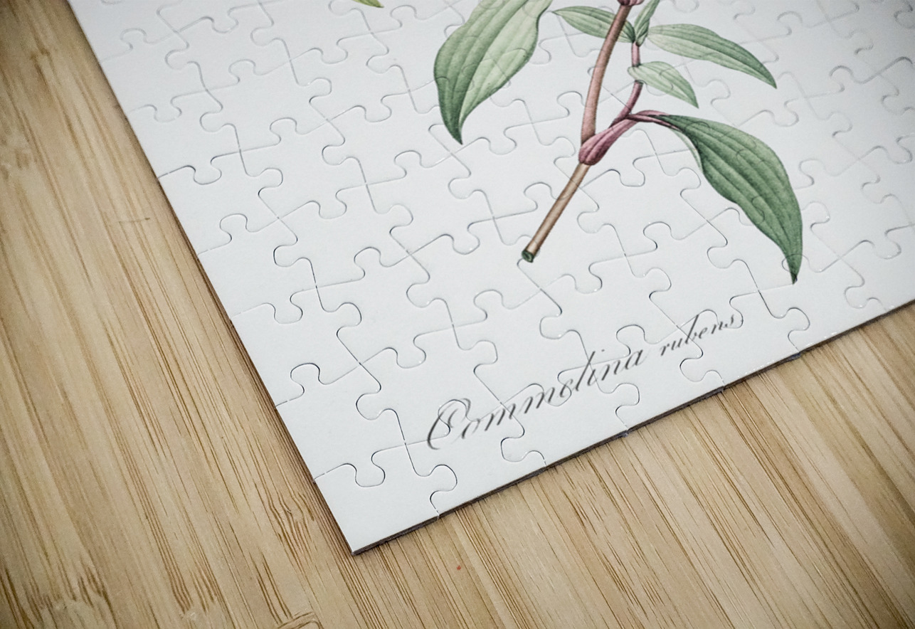 Birdbill dayflower illustration  IStockHistory com Puzzle