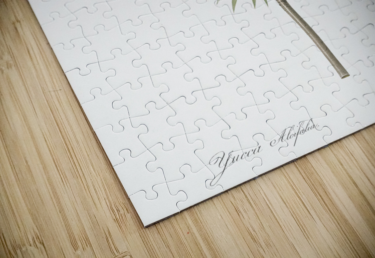 Aloe yucca illustration  IStockHistory com Puzzle