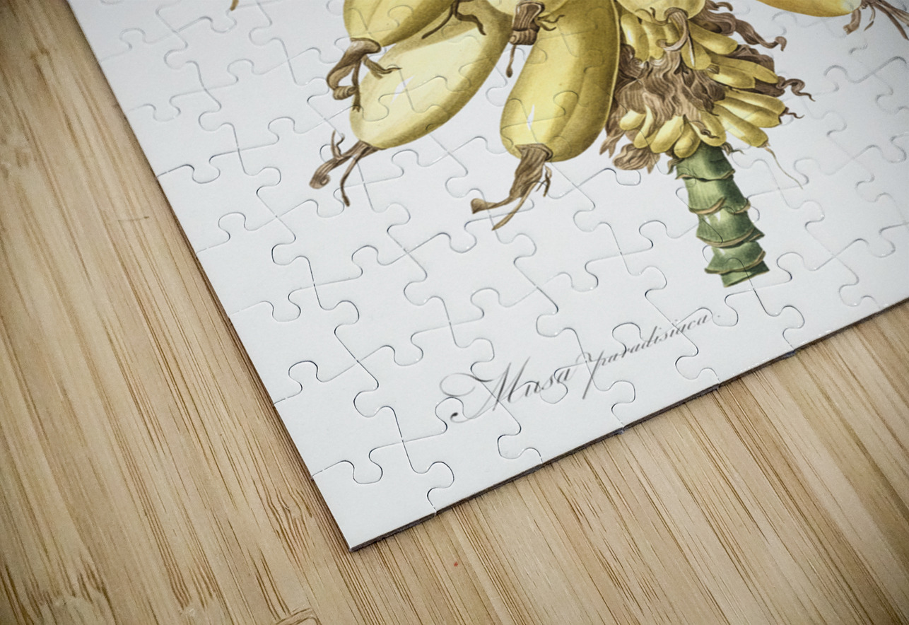 Banana illustration  IStockHistory com Puzzle