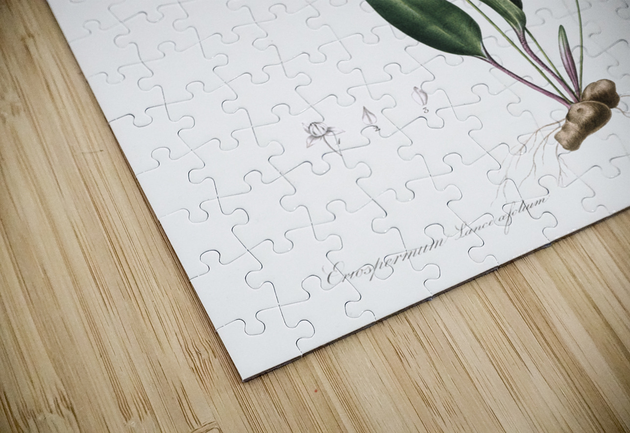 Eriospermum lanceaefolium illustration  IStockHistory com Puzzle