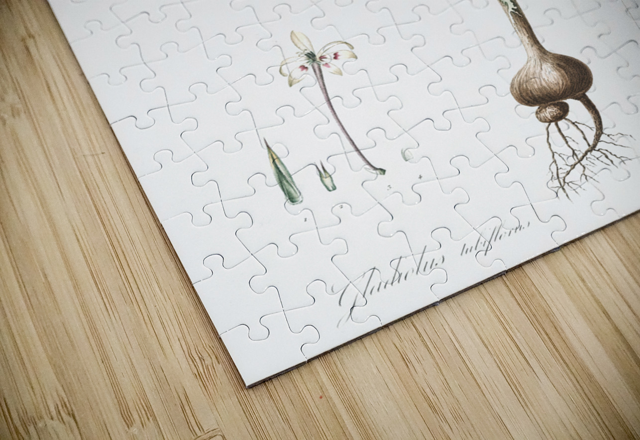 Baboon root illustration  IStockHistory com Puzzle