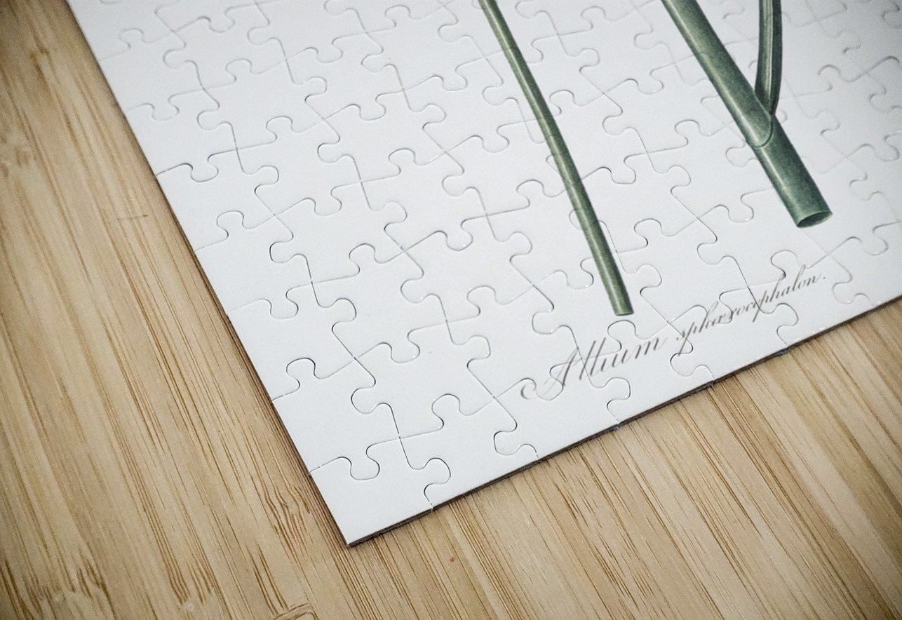 Round-headed leek illustration IStockHistory com Puzzle