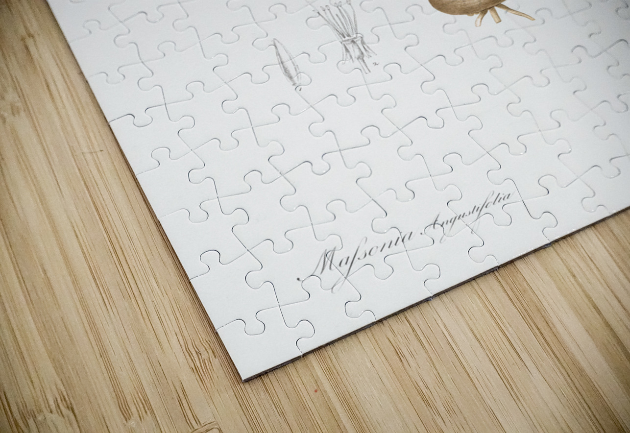 Hedgehog lily illustration  IStockHistory com Puzzle