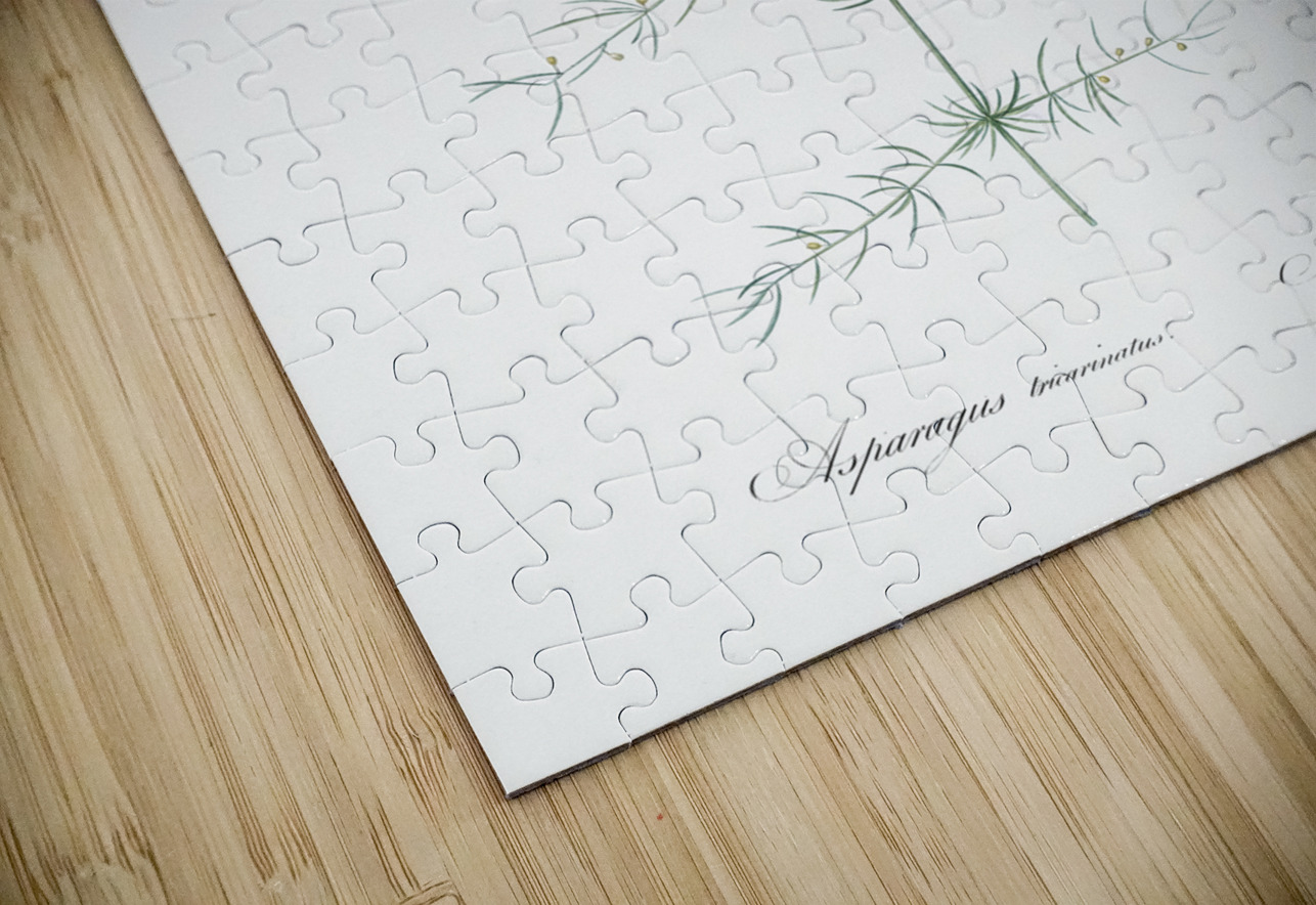 Climbing asparagus illustration  IStockHistory com Puzzle