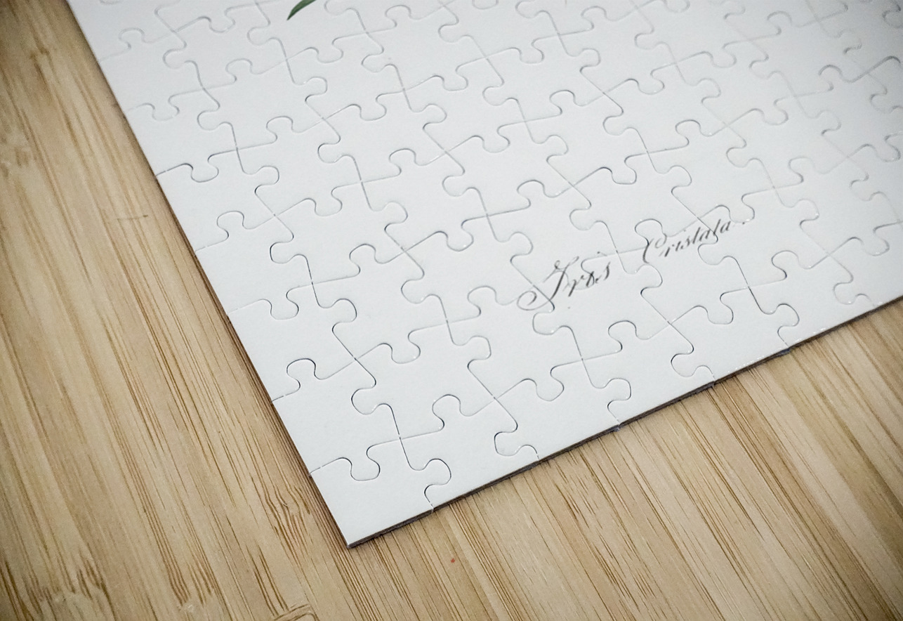 Dwarf crested iris illustration  IStockHistory com Puzzle