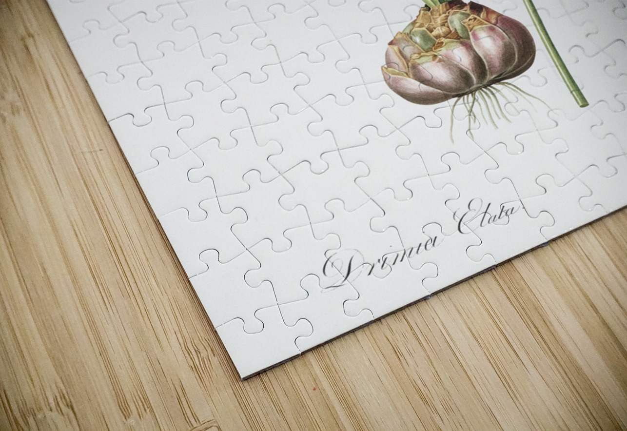 Satin squill illustration  IStockHistory com Puzzle