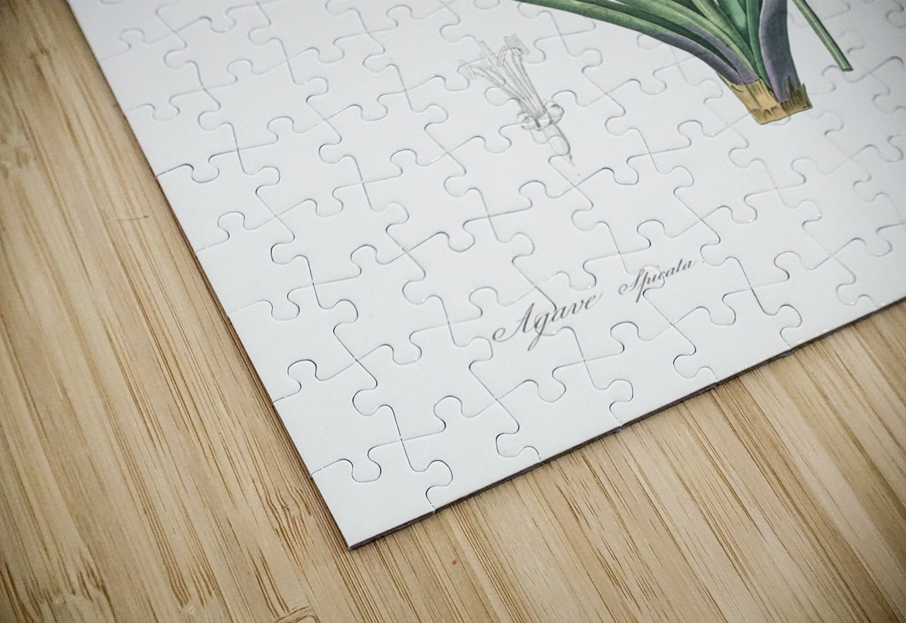 Agave spicata illustration  IStockHistory com Puzzle