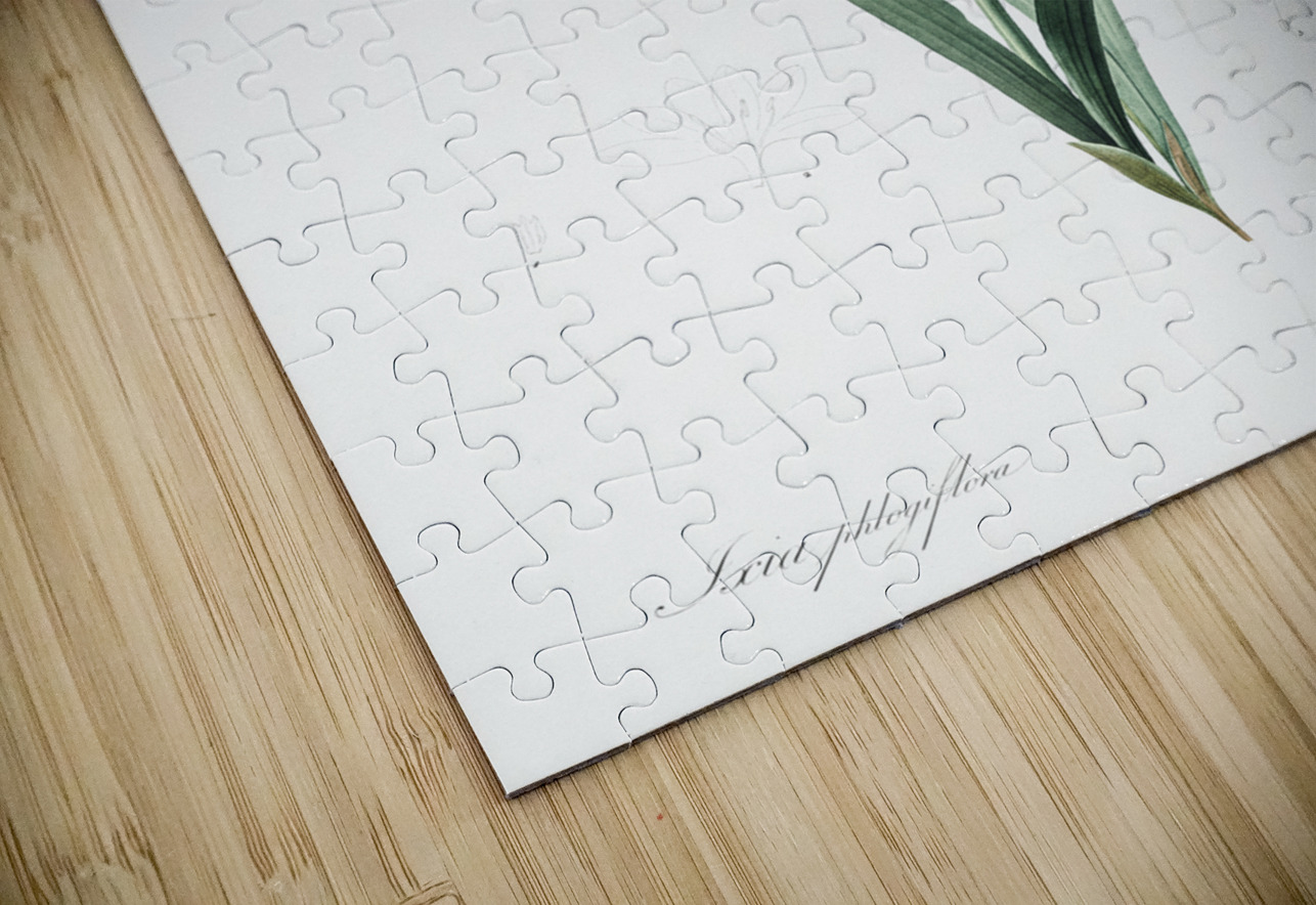 Corn lily illustration  IStockHistory com Puzzle