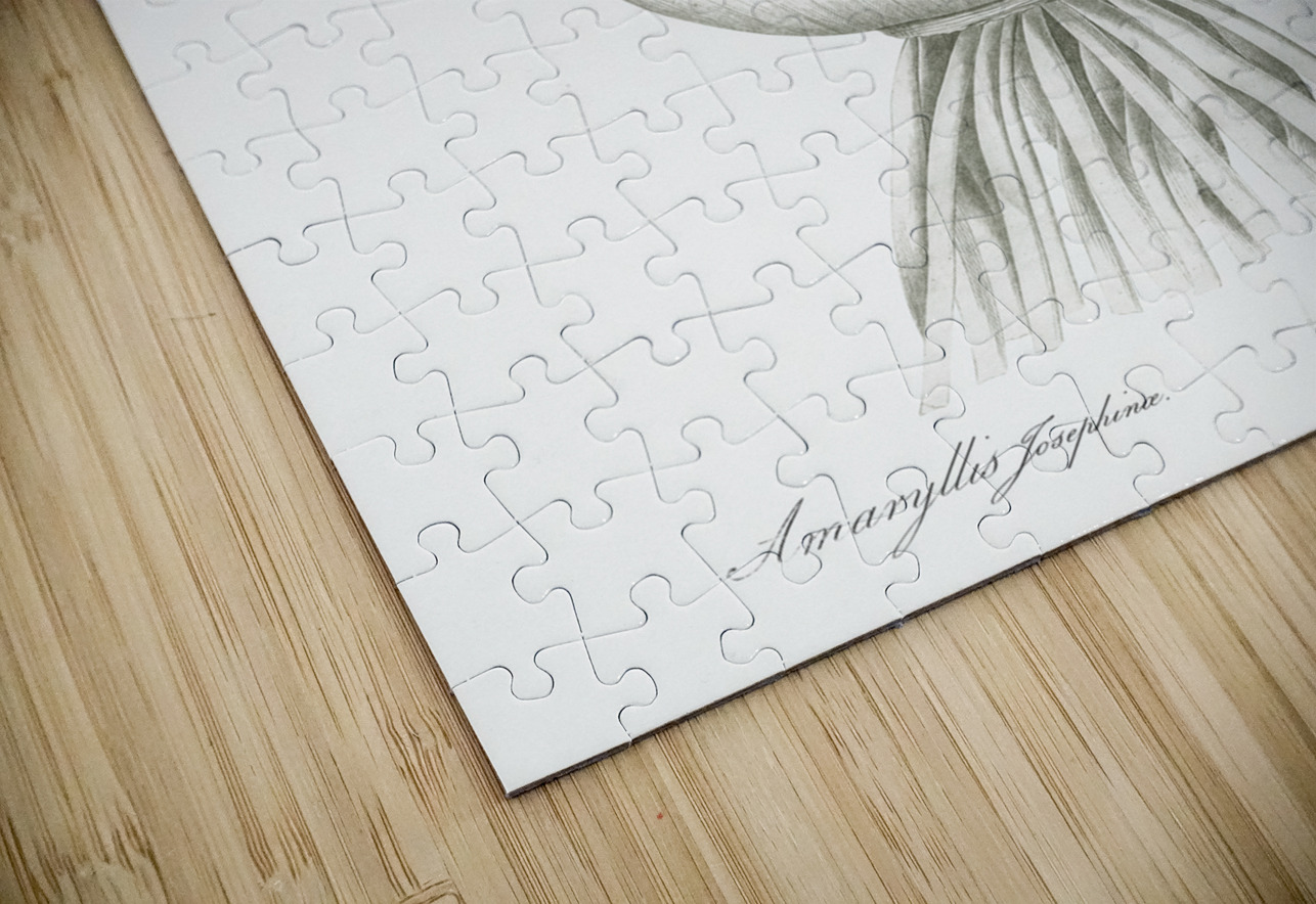 Daffodils illustration  IStockHistory com Puzzle