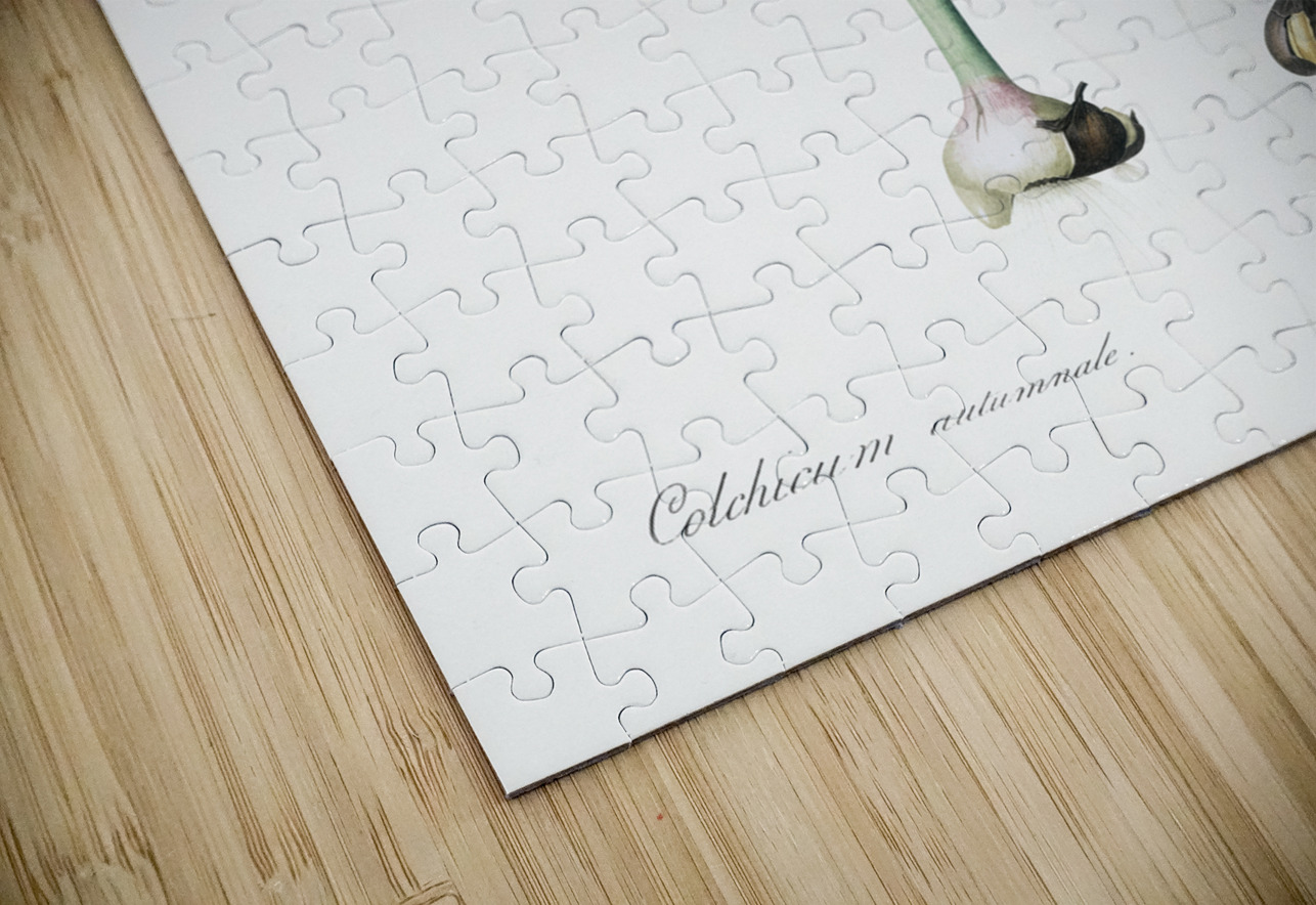 Autumn crocus illustration  IStockHistory com Puzzle