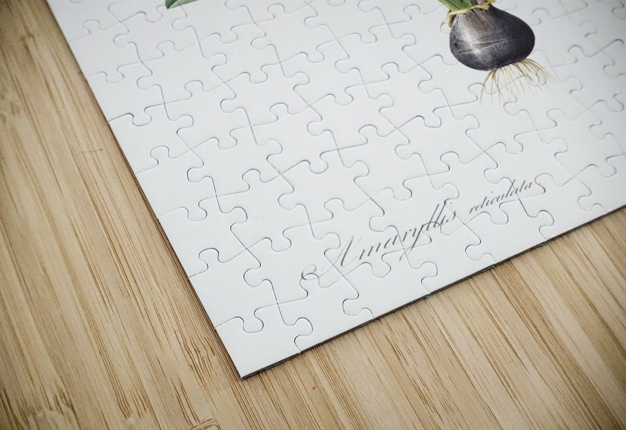 Netted-veined amaryllis illustration  IStockHistory com Puzzle