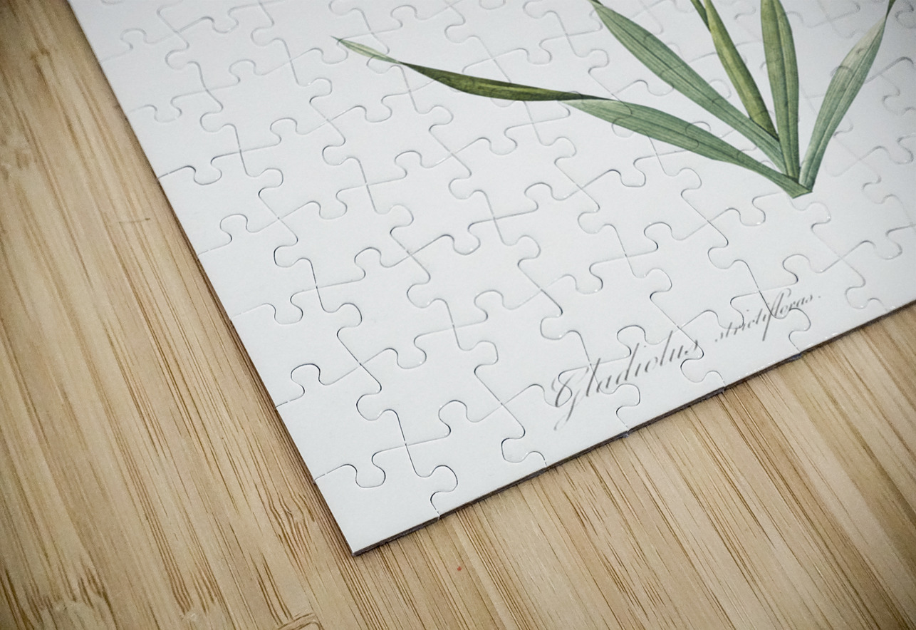 False helleborine illustration  IStockHistory com Puzzle