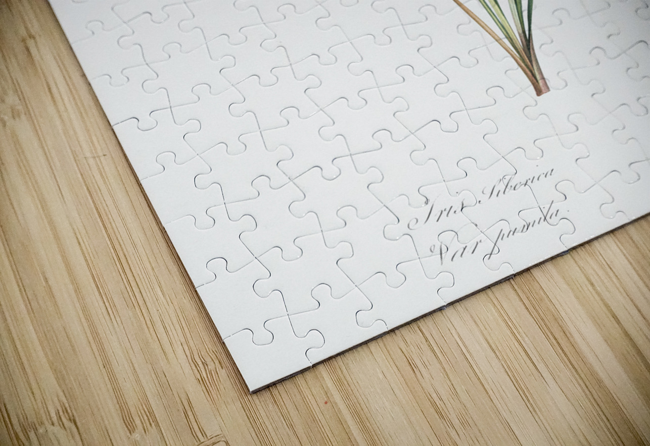 Netted-veined amaryllis illustration  IStockHistory com Puzzle