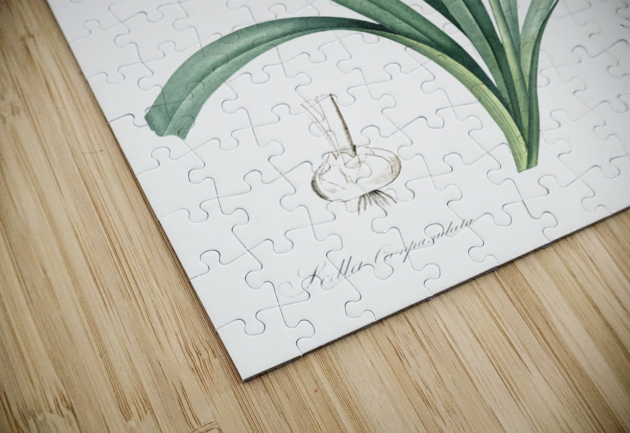 Siberian iris illustration  IStockHistory com Puzzle