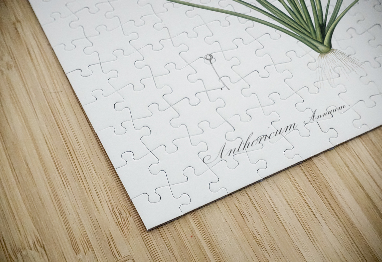 Bulbine lily illustration  IStockHistory com Puzzle