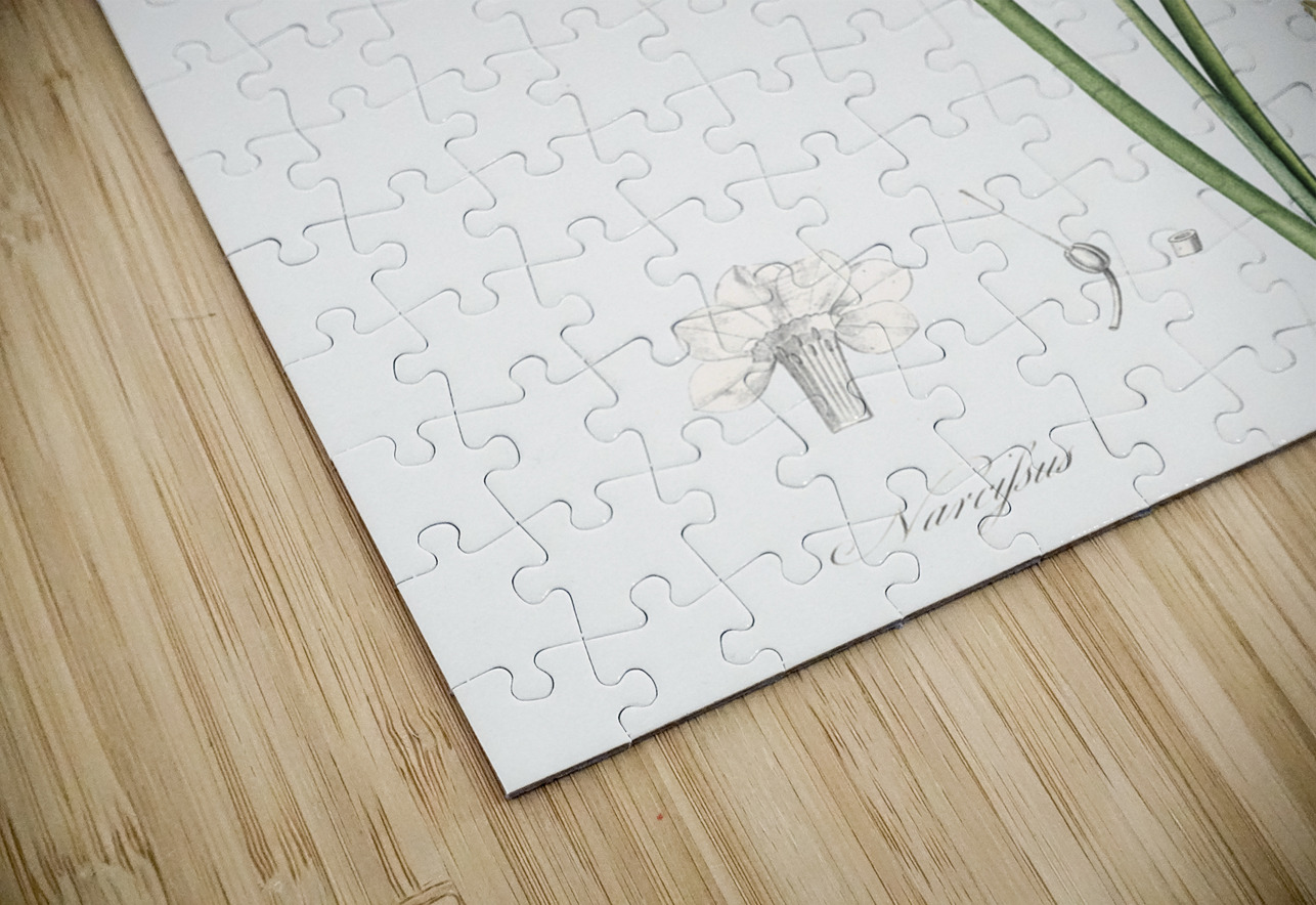 Cowslip cupped daffodil illustration  IStockHistory com Puzzle