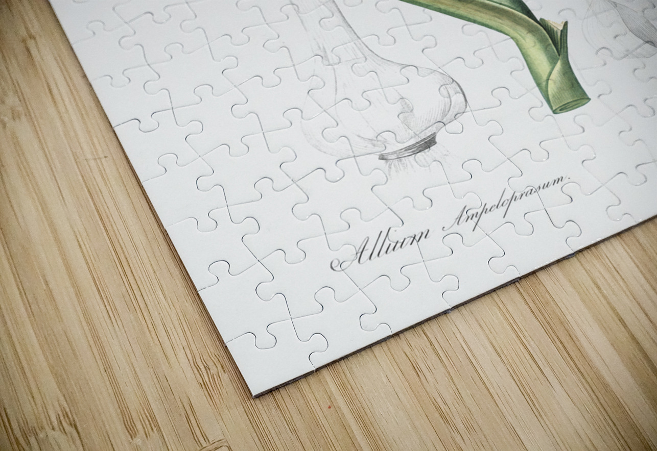 Broadleaf wild leek illustration  IStockHistory com Puzzle