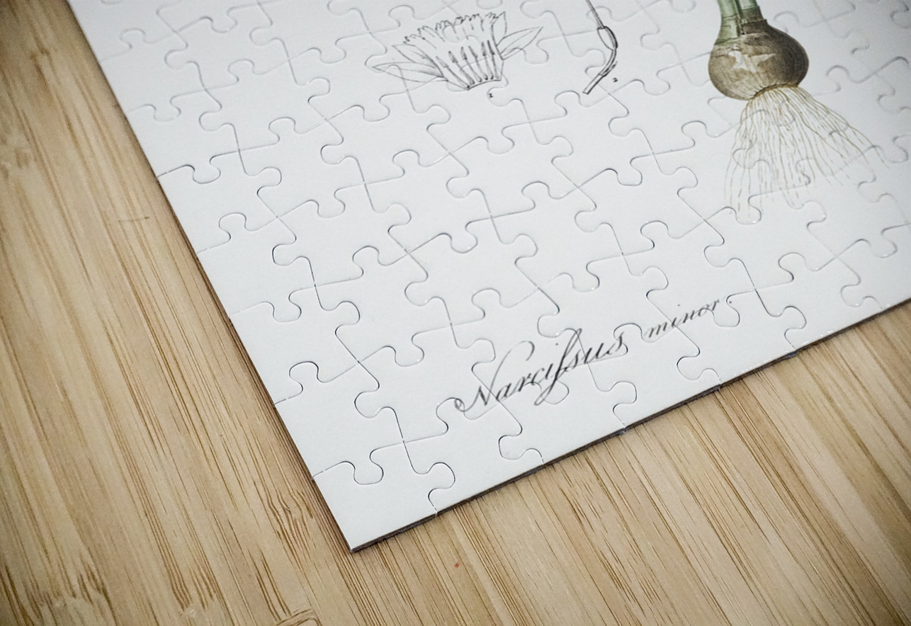 Broadleaf wild leek illustration  IStockHistory com Puzzle