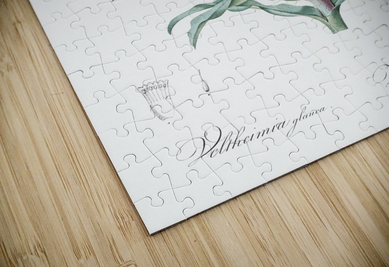 Sand lily illustration  IStockHistory com Puzzle