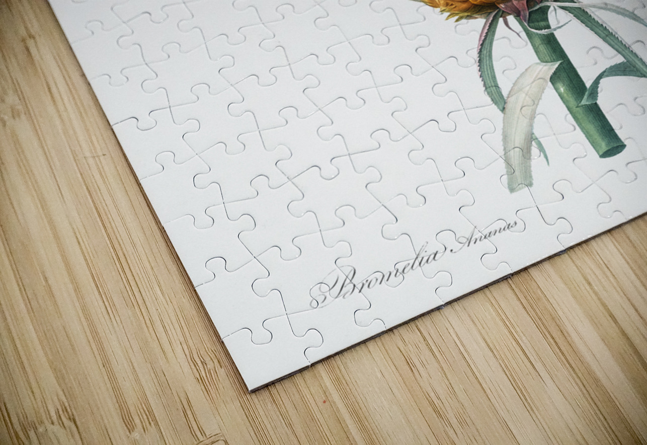 Broadleaf wild leek illustration  IStockHistory com Puzzle