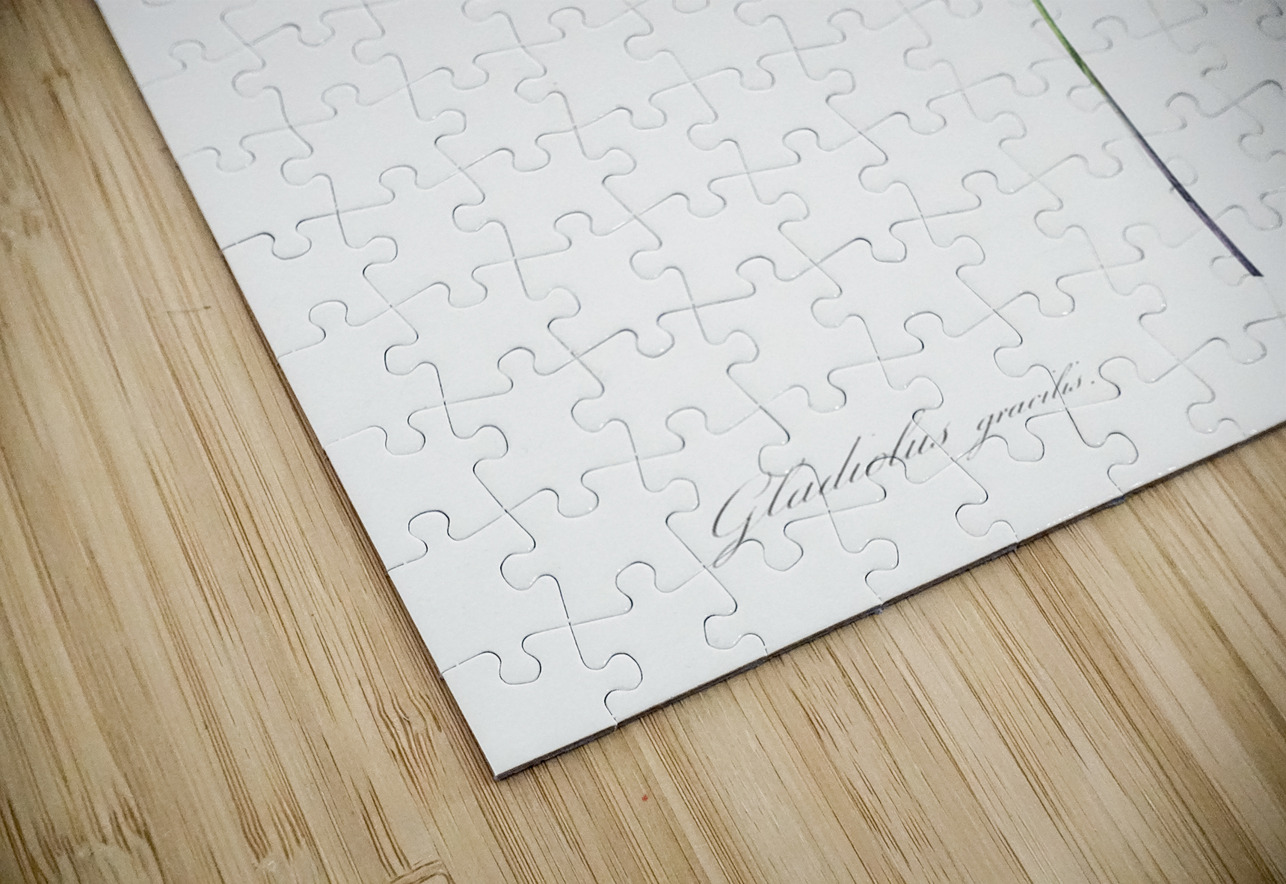 Broadleaf wild leek illustration  IStockHistory com Puzzle