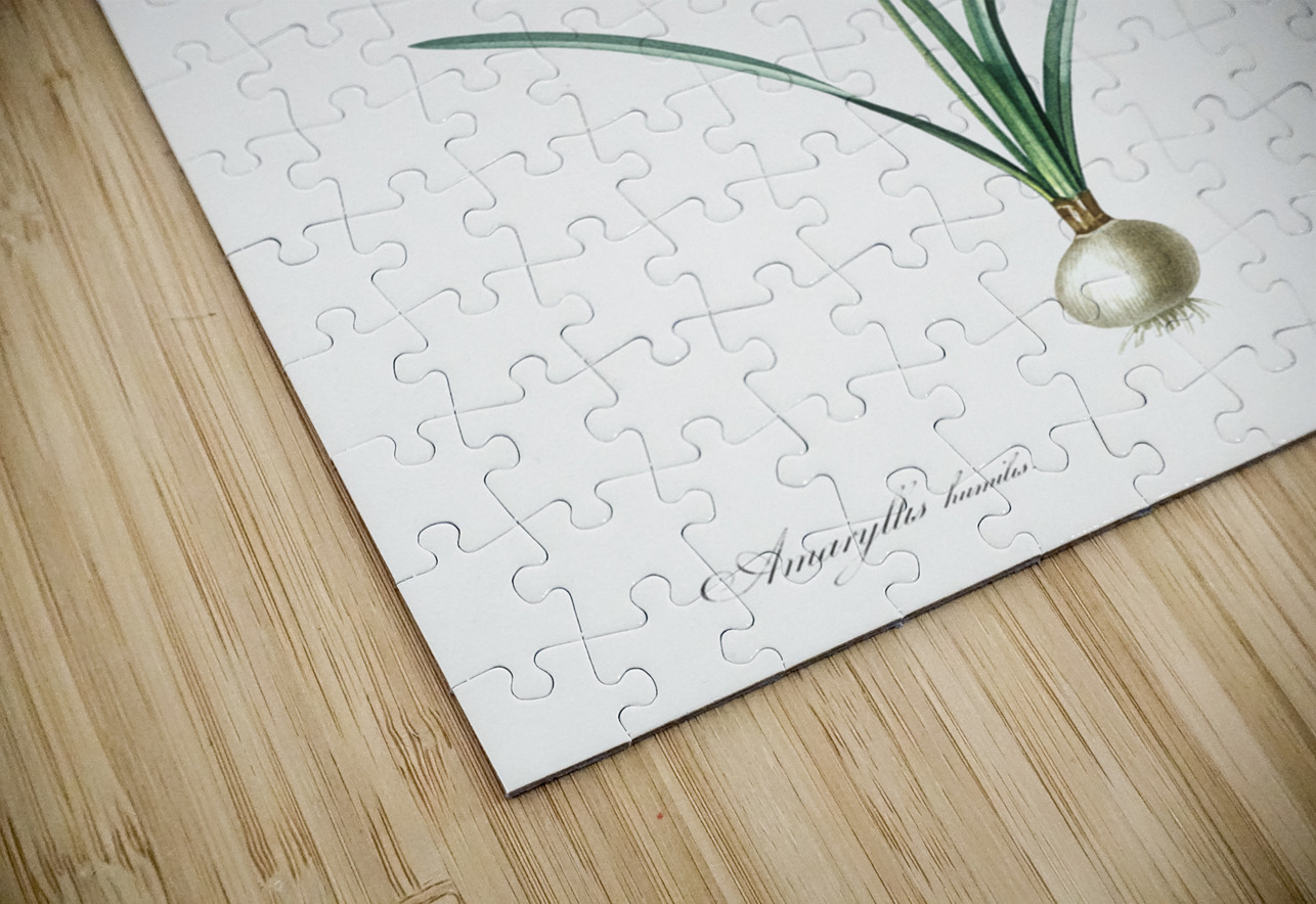 Nerine illustration  IStockHistory com Puzzle
