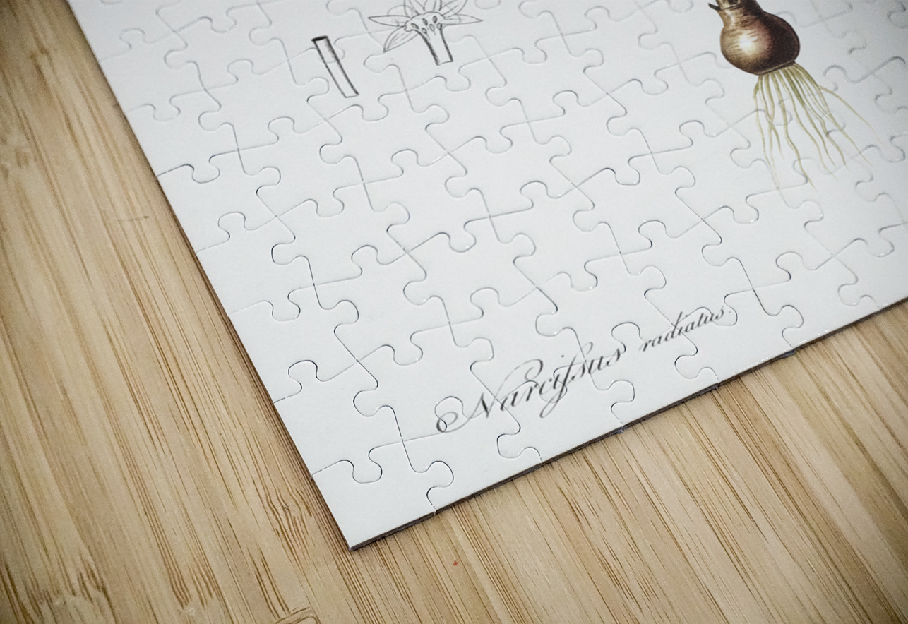 Rush-leaf jonquil illustration  IStockHistory com Puzzle