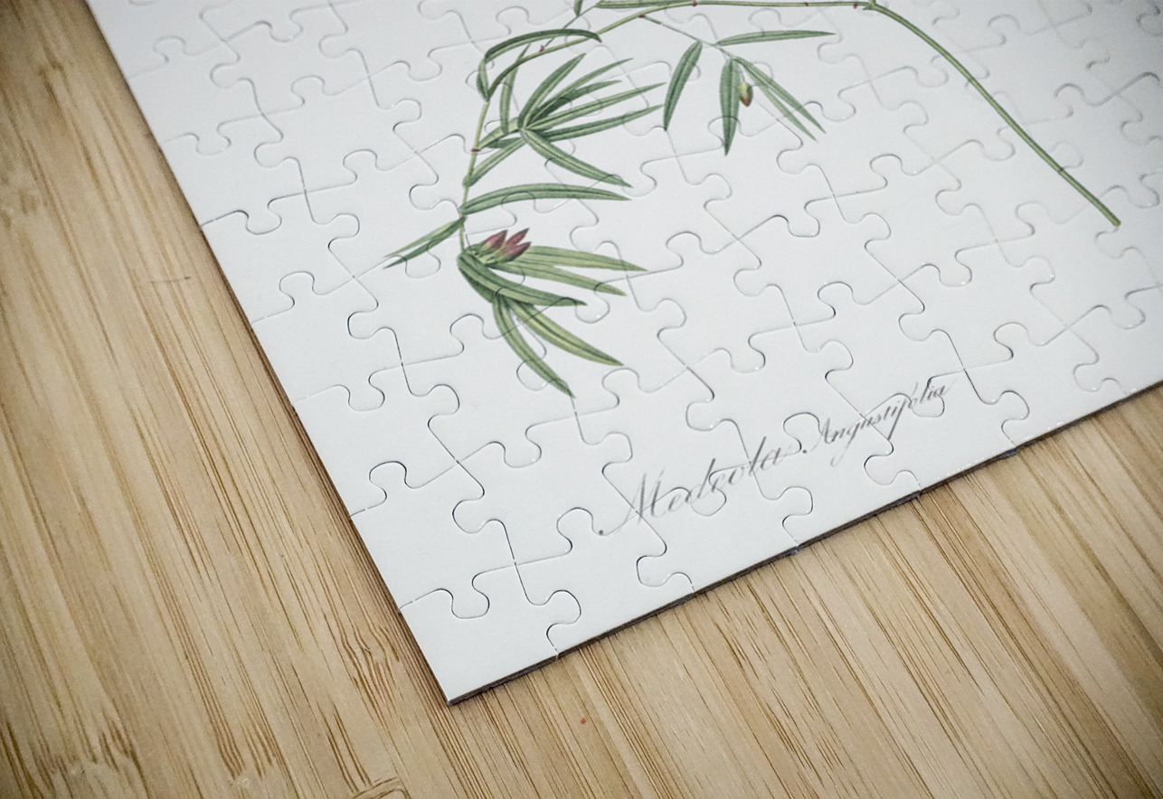 Bridal creeper illustration  IStockHistory com Puzzle