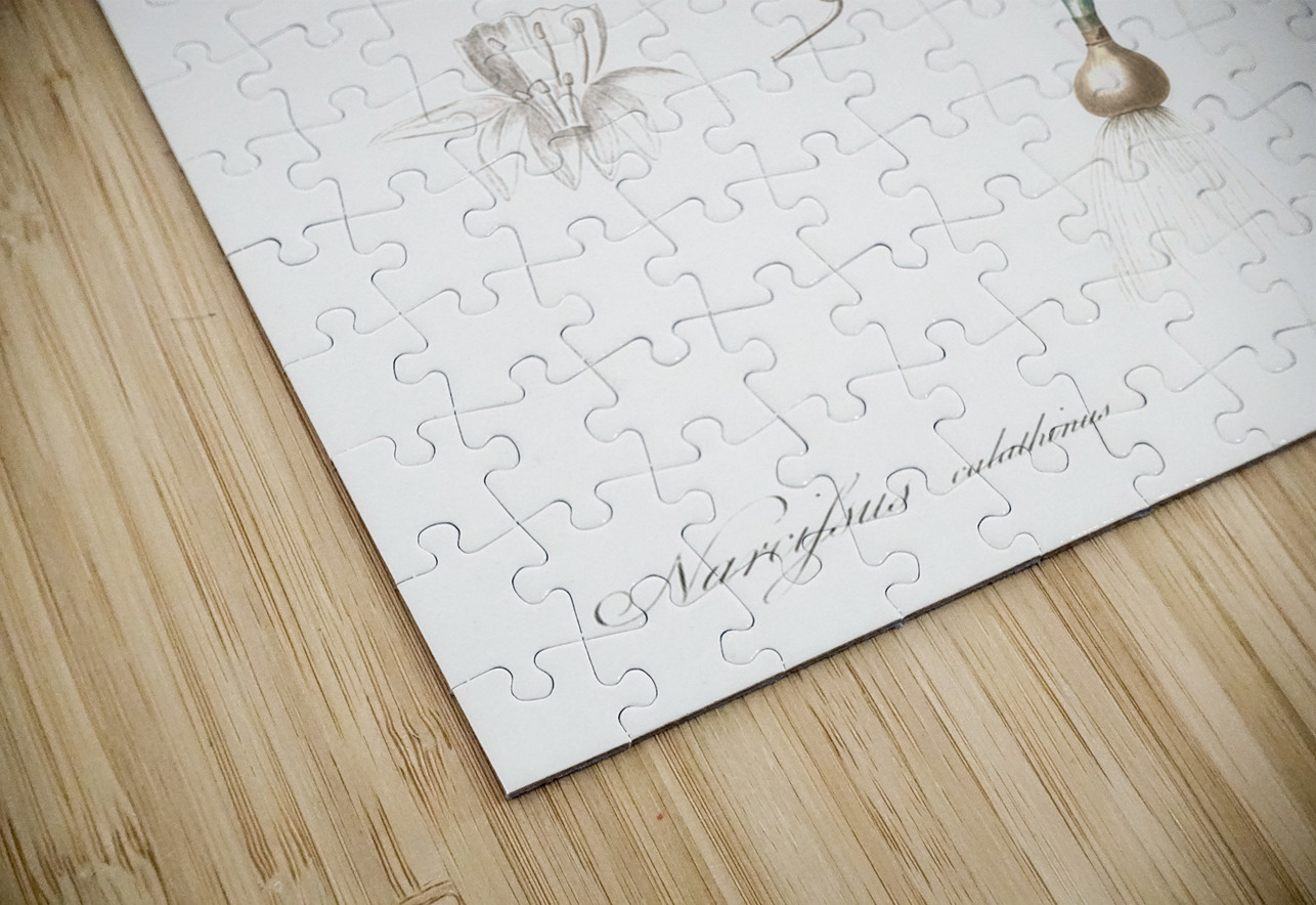 Angel tears illustration  IStockHistory com Puzzle