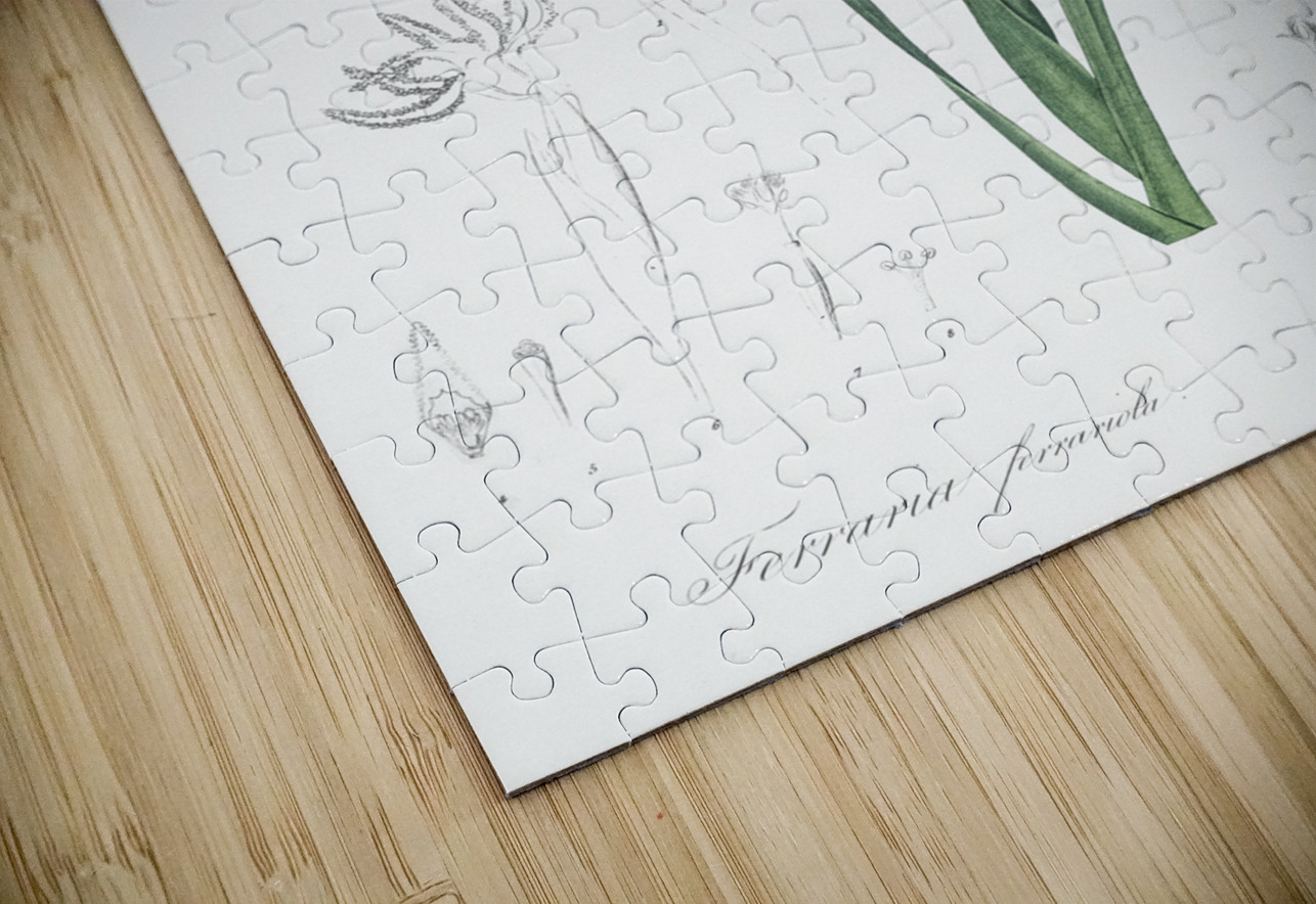 Spider iris illustration  IStockHistory com Puzzle