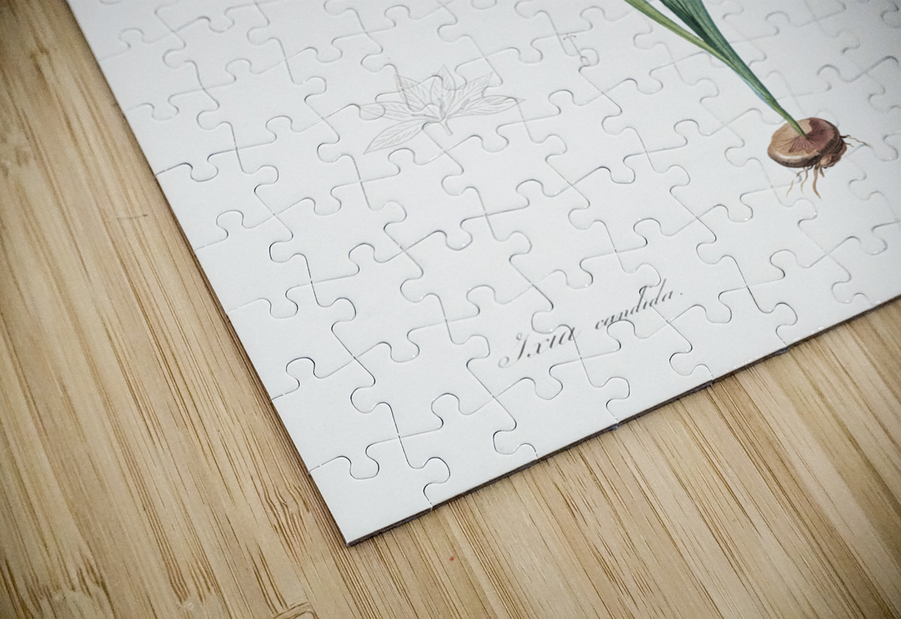 Corn lily illustration  IStockHistory com Puzzle