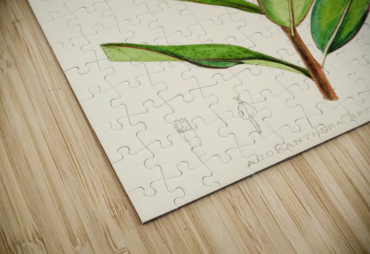 Acokanthera Spectabilis IStockHistory com Puzzle