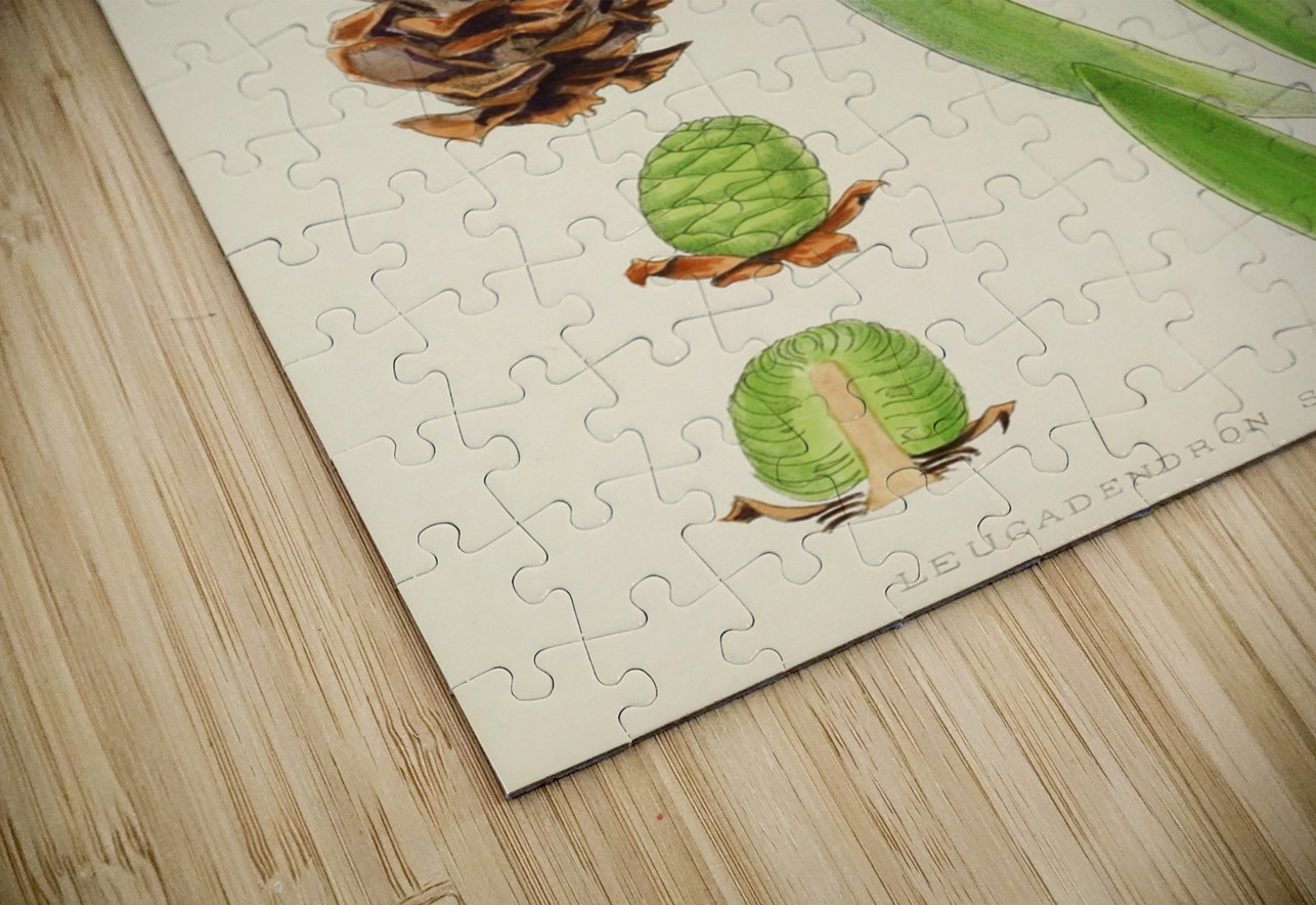 Leucadendron Stokoei IStockHistory com Puzzle