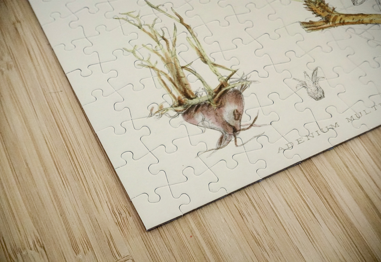 Adenium Multiflorum IStockHistory com Puzzle