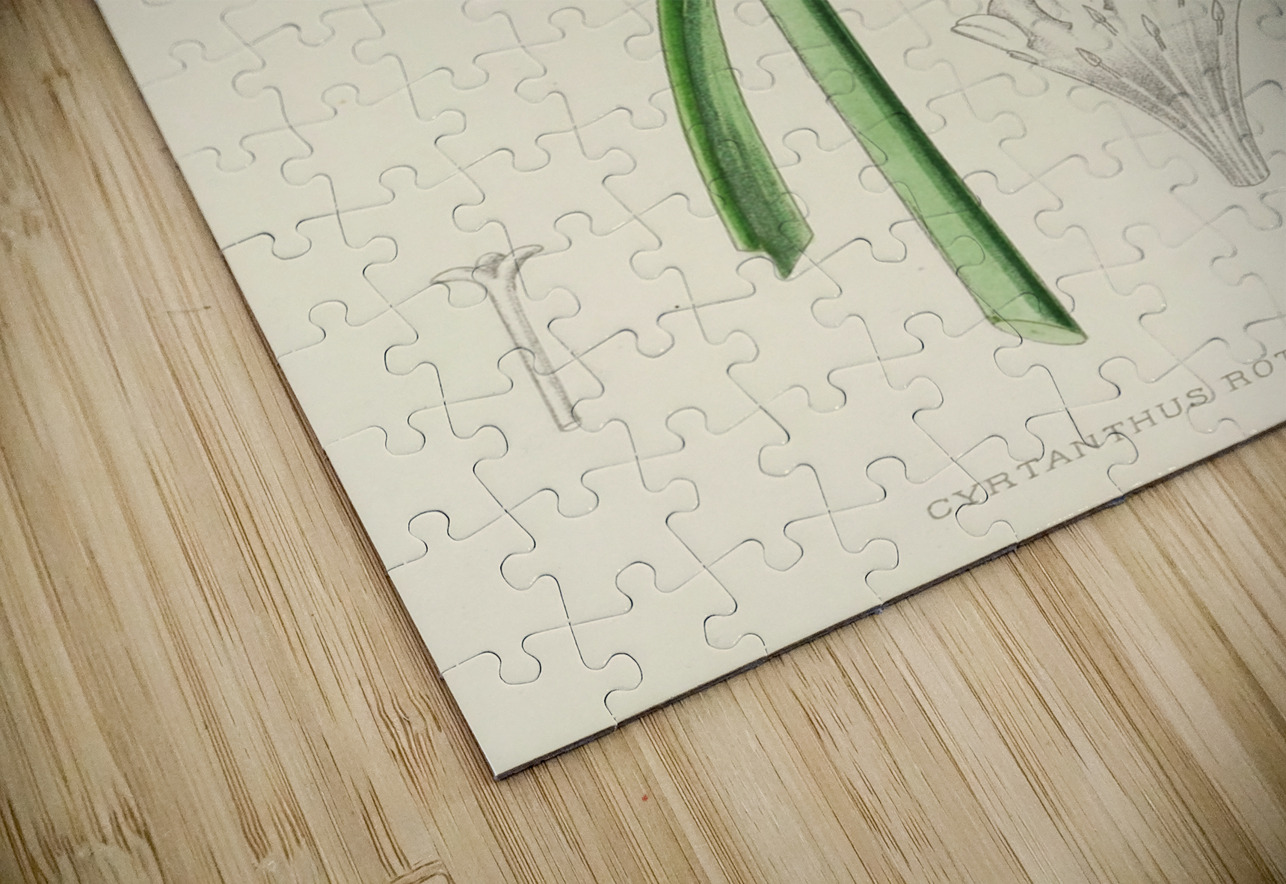 Cyrtanthus Rotundilobus IStockHistory com Puzzle